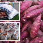 Power of social media: Teachers helps Orang Asli sell 500kg of sweet potatoes