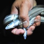 Motorists pick fish on road after lorry turns over