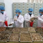 WHO cautions against untested COVID-19 traditional remedies