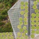 Featured tea industry contributes to rural revitalization in Chaozhou of China