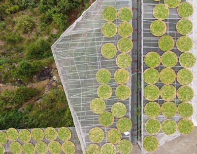 Tea leaves drying in the Provincial Modern Agricultural Industrial Park for Fenghuang Dancong Tea, Chao'an District, Chaozhou City, Guangdong, China (Aerial photo). Tea leaves drying in the Provincial Modern Agricultural Industrial Park for Fenghuang Dancong Tea, Chao'an District, Chaozhou City, Guangdong, China (Aerial photo).