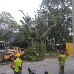Ramasamy: Preserve and conserve old and growing shade trees