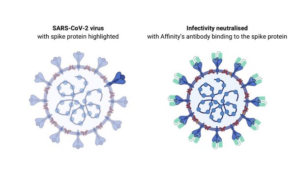 Affinity Biosciences antibody binding to the SARS-CoV-2 virus spike protein. Affinity Biosciences antibody binding to the SARS-CoV-2 virus spike protein.
