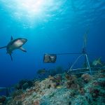 First-of-its-kind Global Survey Reveals Sharks are Functionally Extinct from Many Reefs