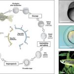 “White Mouse in Water” – Infinitus Develops New Technology of Using Zebrafish for Health Products Screening