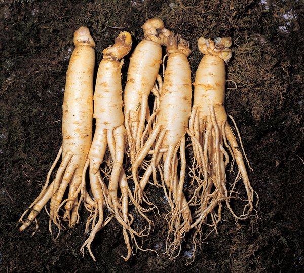 The Korea Ginseng Association The Korea Ginseng Association