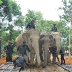 Poaching: Johor Perhilitan to enhance cooperation with other age