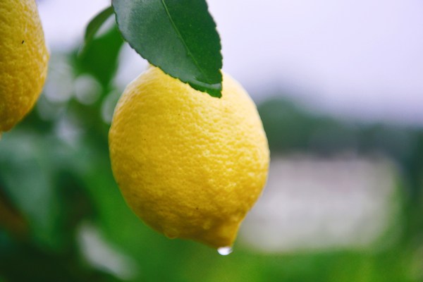Anyue lemon Anyue lemon