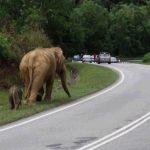 Perhilitan drives elephant at Titiwangsa R&R back into jungle