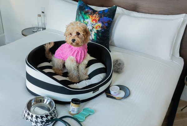 Plush Pup Package at Little Albion, a Crystalbrook Collection Boutique Hotel Plush Pup Package at Little Albion, a Crystalbrook Collection Boutique Hotel