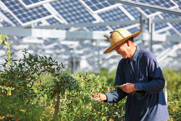 Employee at the Baofeng Farm