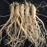 The Korea Ginseng Association, announces new direction for Korean ginseng, a publicly listed functional ingredient for bone health