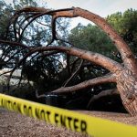 Family of five injured as tree falls on car in Alor Gajah