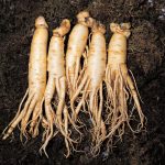 The Korea Ginseng Association to introduce the increasing status of Korean ginseng in the world