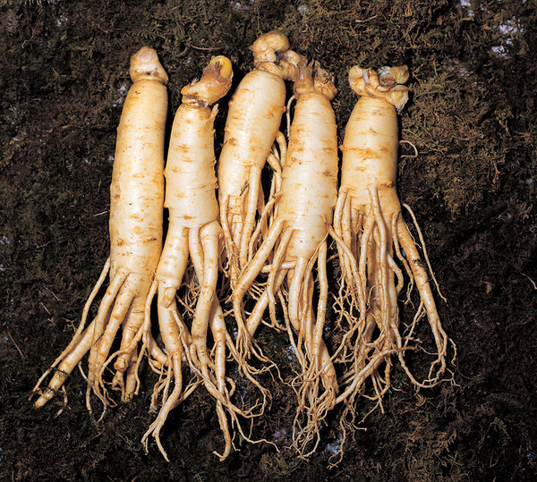 Korean ginseng/The Korea Ginseng Association