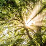 UL Explores Five Sustainability Trends Among Businesses in Asia