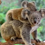 More than 60,000 koalas impacted by devastating bushfire in Australia