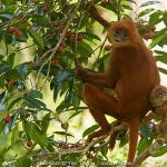Red Leaf Monkey species flourishes in Sabah’s undisturbed jungles