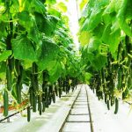 Youth cool with becoming a cucumber farmer