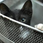 Retired teacher pleads not guilty to injuring cat