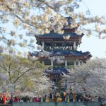 Cherry Blossoms in Wuxi: A city messenger that will last forever