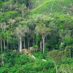 Perfectly at home working in the forest