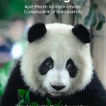 Facilitating the Research of Giant Panda Breeding, HungryPanda Courageously Takes Social Responsibility