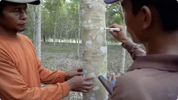 HeveaGROW digital agronomy training modules is a 5-part video series which covers proper tapping techniques to rubber-based agroforestry. HeveaGROW digital agronomy training modules is a 5-part video series which covers proper tapping techniques to rubber-based agroforestry.