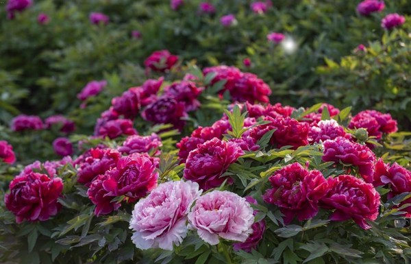 Ornamental peonies in Heze