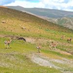 How Dahua Video Monitoring Solution Protects Endangered Species