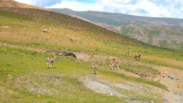 Dahua Video Monitoring Solution Protects Endangered Species