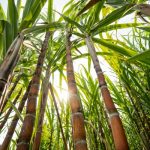 Thailand BOI Approves NatureWorks’s Over 15 Billion Baht Investment in New PLA Plant