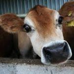 Perak JPV denies issuing statement prohibiting people from buying beef