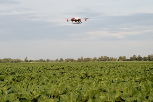 XAG Agricultural Drone conducted fungicide spraying on Ukraine sunflower crops after rains XAG Agricultural Drone conducted fungicide spraying on Ukraine sunflower crops after rains