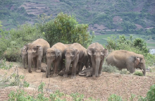 Photo taken on June 21, 2021 shows adult Asian elephants stand in rows to shade the little ones. (Photo provided by Cui Yonghong)