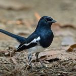 MMEA foils attempt to smuggle out 1,100 oriental magpie-robins