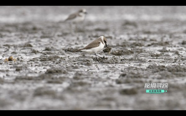 A Lesser Sand Plover catches a Soldier Crab on a mudflat in Danzhou Bay, Hainan Island, China. (Video screenshot) A Lesser Sand Plover catches a Soldier Crab on a mudflat in Danzhou Bay, Hainan Island, China. (Video screenshot)