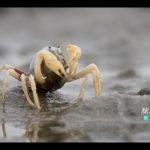 Discovering Mysteries: new season of the Hainan nature documentary launched