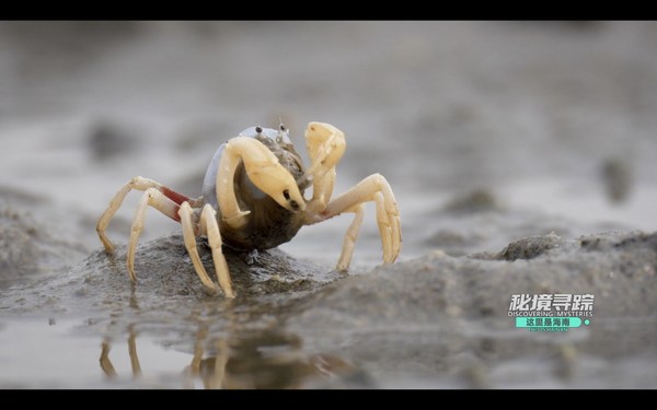 A Soldier Crab on a mudflat in Danzhou Bay, Hainan Island, China. (Video screenshot) A Soldier Crab on a mudflat in Danzhou Bay, Hainan Island, China. (Video screenshot)