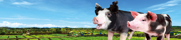 hong kong heritage pork