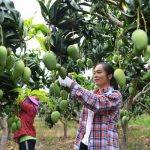 “One Red and One Green” Fruits and Vegetables Make a Distinctive and Prosperous Industry