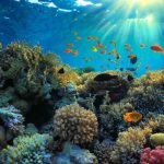 Introduce zoning system to protect coral reef ecosystem