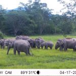 Bajrasudha Gajanurak: A Royal Elixir to Strengthen Thailand’s Wild Elephants