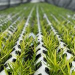 Flex Singapore Launches Rooftop Farming Initiative at Kallang