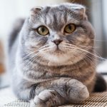 Kindergarten teacher loses RM69,030 in online purchase for RM900 cat in Seremban