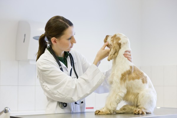 The announcement comes as the company’s largest brand, Royal Canin, commits to become certified carbon neutral by 2025, embarking on a major new initiative to reduce greenhouse gas emissions and take immediate climate protection action. The announcement comes as the company’s largest brand, Royal Canin, commits to become certified carbon neutral by 2025, embarking on a major new initiative to reduce greenhouse gas emissions and take immediate climate protection action.