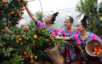 Famous Lipu Sugar Orange in China — Lipu Promotes Quality Improvement and Upgrading of the Sugar Orange Industry