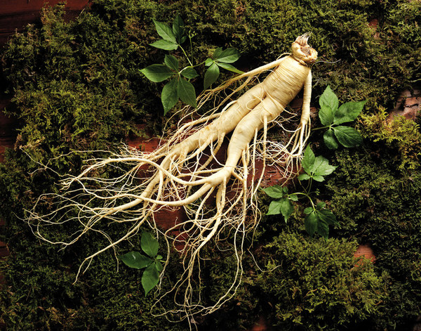 Korean Ginseng Korean Ginseng