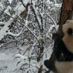 CRI Online: Climbing trees, Strolling and Juggling — Giant Pandas in Aba Prefecture Have Fun in World of Ice and Snow