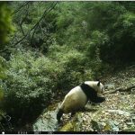 CRI Online: Wild Giant Pandas in Sichuan Photographed 15 Times in 44 Days